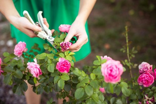 Professional gardener trimming a hedge in Alperton