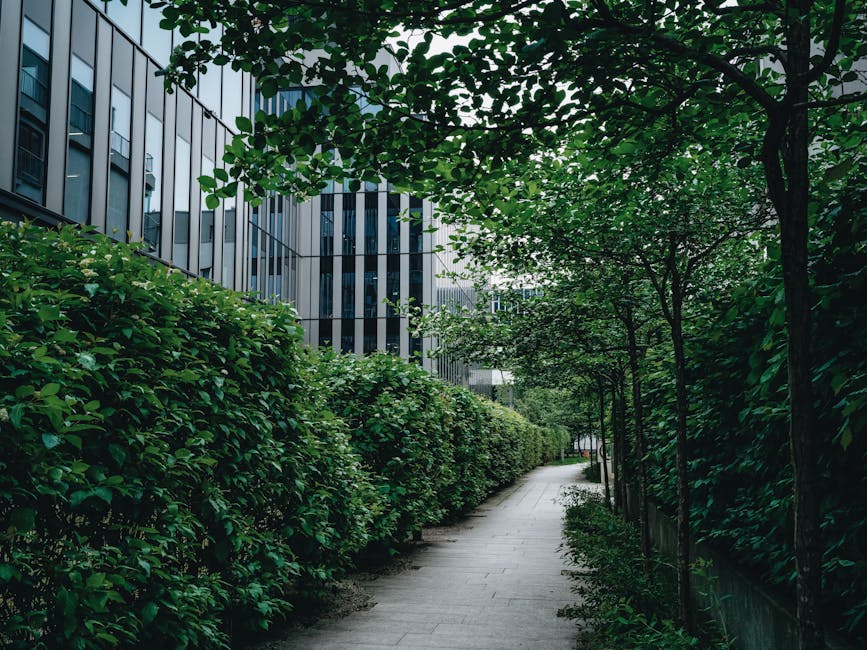 A narrow, winding pathway in an urban garden setting, bordered on one side by a dense, neatly trimmed hedge with vibrant green leaves, and on the other side by small trees with thin trunks and fresh f