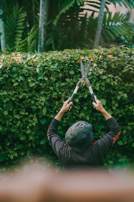 A gardener wearing a wide-brimmed hat and dark clothing is trimming a dense, green hedge with long-handled hedge shears, focusing on shaping the shrubbery. The hedge features small, glossy oval leaves
