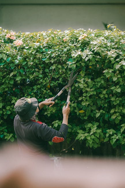 A gardener wearing a wide-brimmed hat and dark clothing is trimming a dense, lush hedge with long-reaching pruning shears. The hedge consists of small, glossy green leaves and delicate pinkish-white f